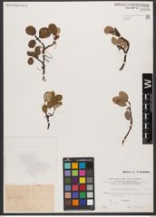 Foto von Salix reticulata L.